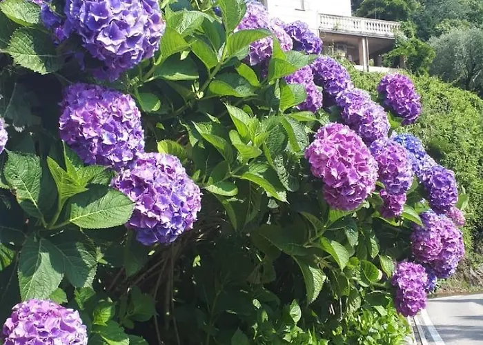 With Panoramic View & Terrace In Pino, Maggiore - Casa Roccia No 7 דירה