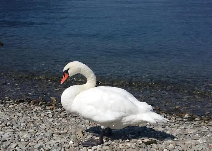 Apartment With Panoramic View & Terrace In Pino, Maggiore - Casa Roccia No 7